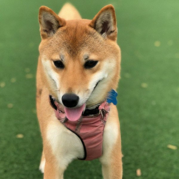 Shiba Inu in Grand Prairie, Texas