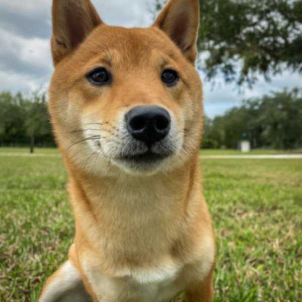 Shiba Inu in Hialeah, Florida