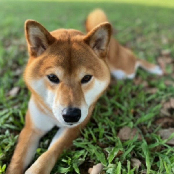 Shiba Inu in Houston, Texas