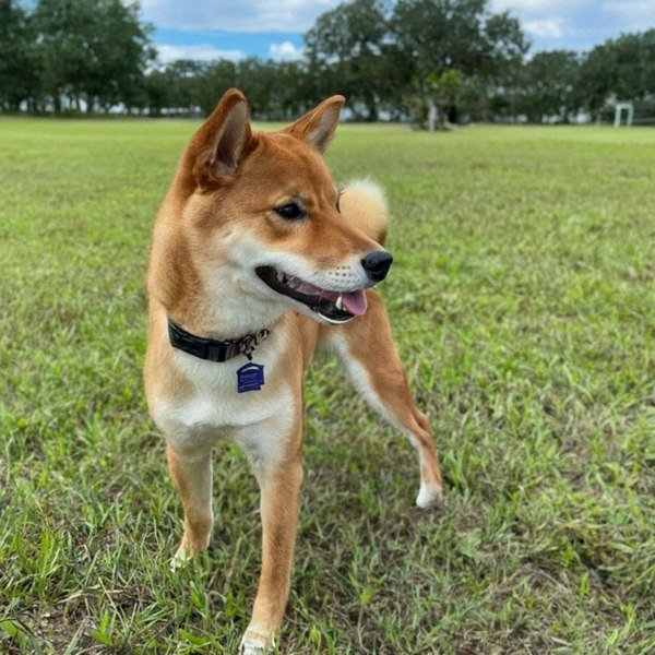 Shiba Inu in Jacksonville, Florida