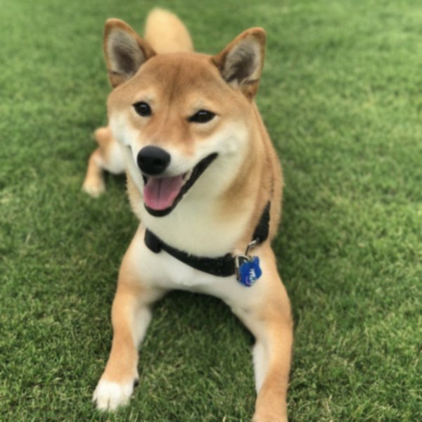 Shiba Inu in Lubbock, Texas