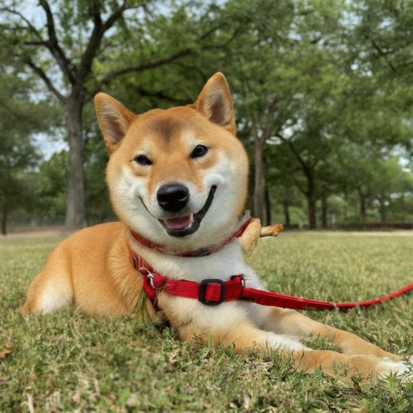 Shiba Inu in McKinney, Texas