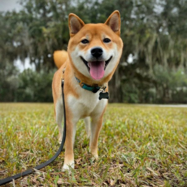Shiba Inu in Orlando, Florida