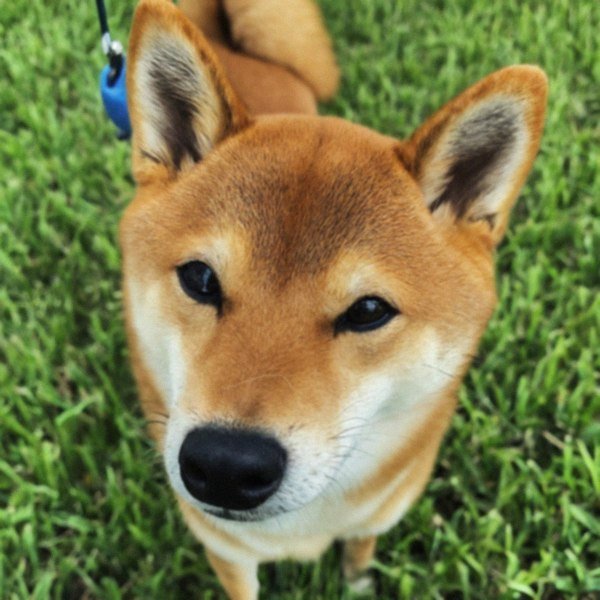 Shiba Inu in Pembroke Pines, Florida