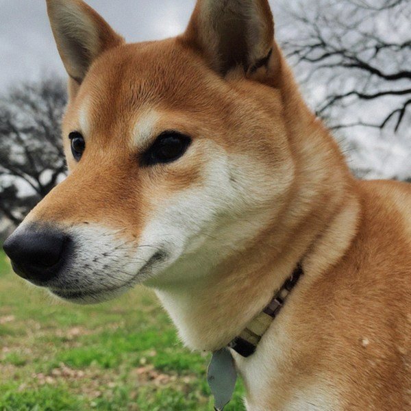 Shiba Inu in San Antonio, Texas