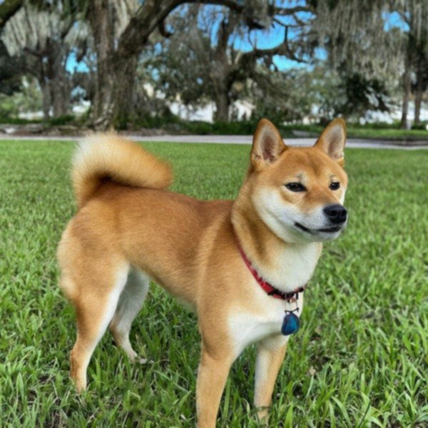 Shiba Inu in St. Petersburg, Florida