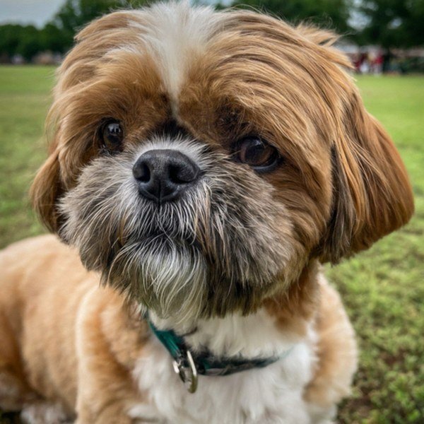 Shih Tzu in Arlington, Texas