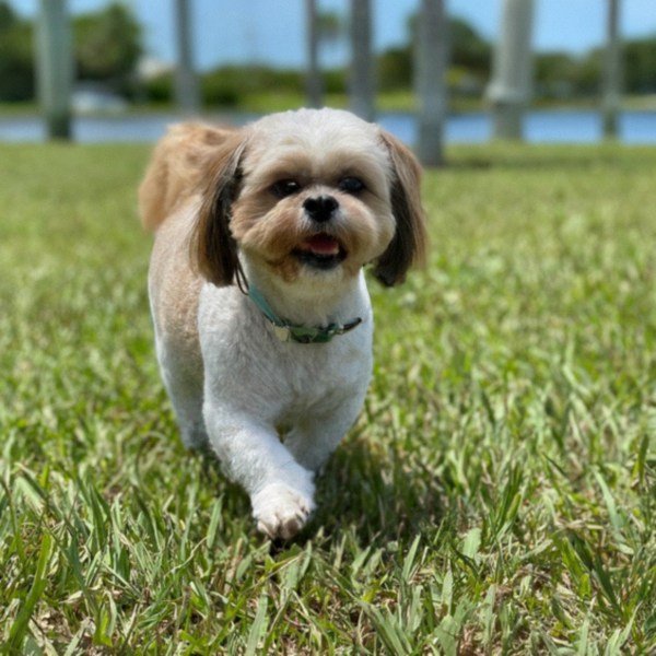 Shih Tzu in Cape Coral, Florida