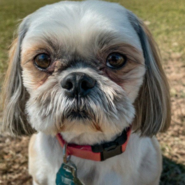Shih Tzu in Corpus Christi, Texas