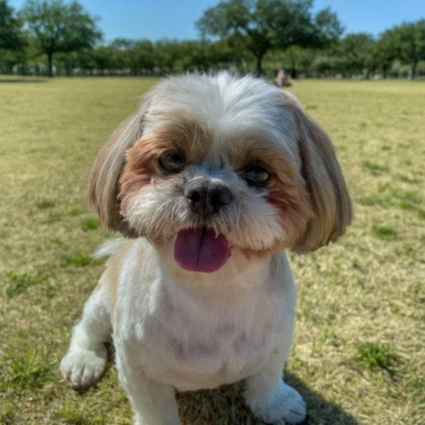 Shih Tzu in Dallas, Texas