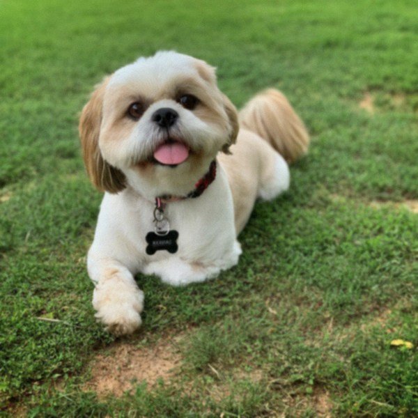Shih Tzu in Fort Worth, Texas