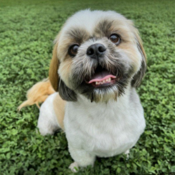 Shih Tzu in Garland, Texas