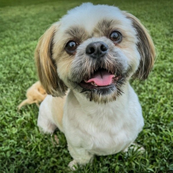 Shih Tzu in Grand Prairie, Texas