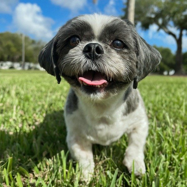 Shih Tzu in Hialeah, Florida