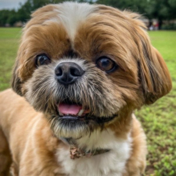 Shih Tzu in Houston, Texas
