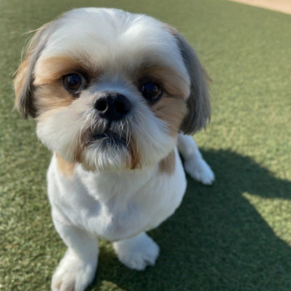Shih Tzu in Irving, Texas