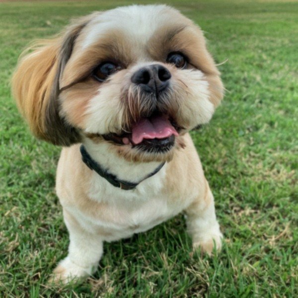 Shih Tzu in Laredo, Texas