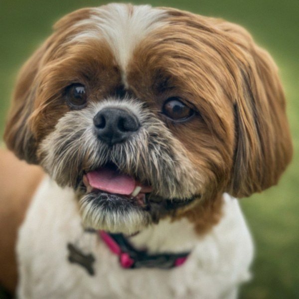Shih Tzu in Lubbock, Texas