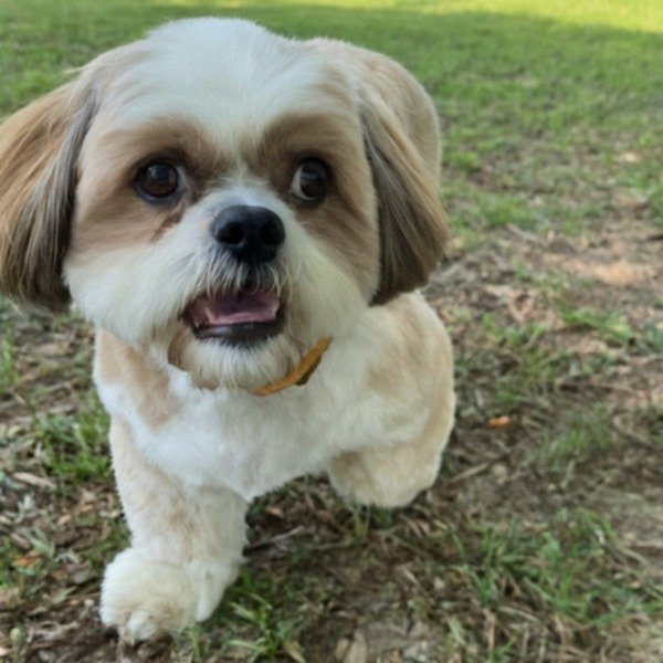 Shih Tzu in McKinney, Texas