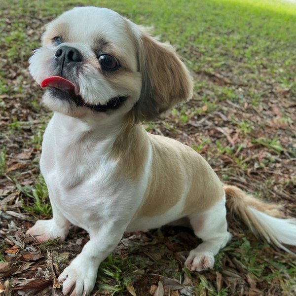 Shih Tzu in Miami, Florida