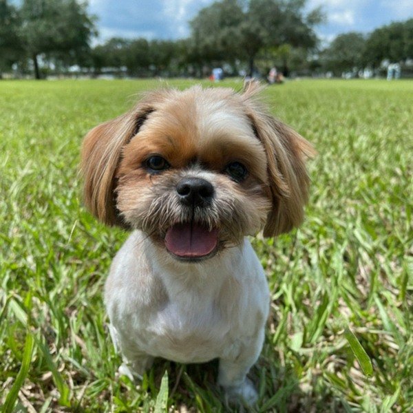 Shih Tzu in Orlando, Florida