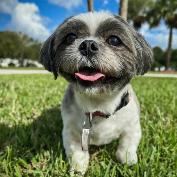 Shih Tzu in Pembroke Pines, Florida