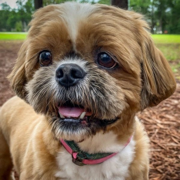 Shih Tzu in Tallahassee, Florida