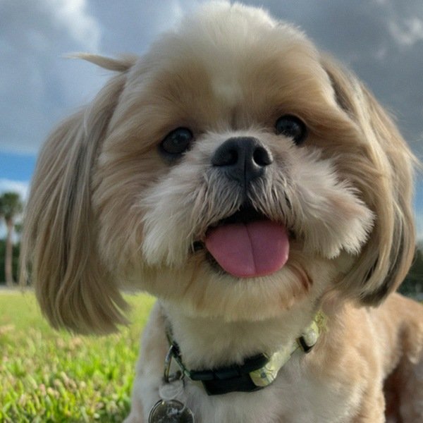 Shih Tzu in Tampa, Florida