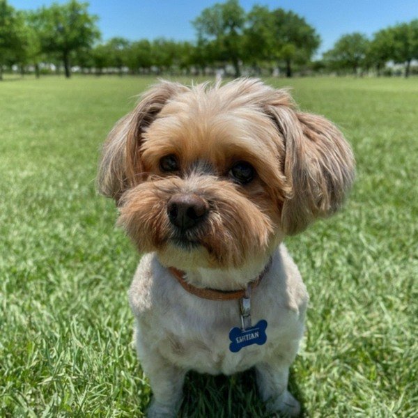 Shorkie in Amarillo, Texas
