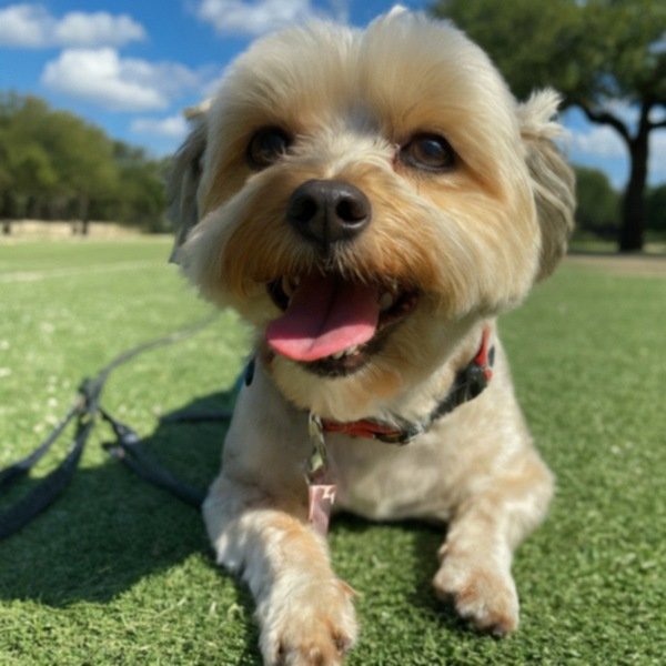 Shorkie in Austin, Texas