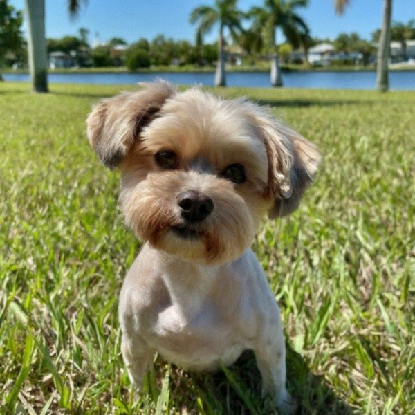 Shorkie in Cape Coral, Florida