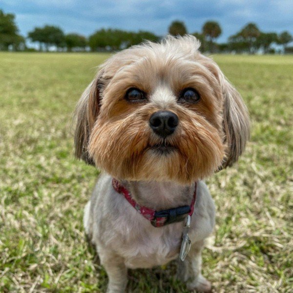 Shorkie in Corpus Christi, Texas