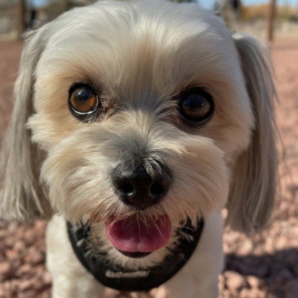 Shorkie in El Paso, Texas