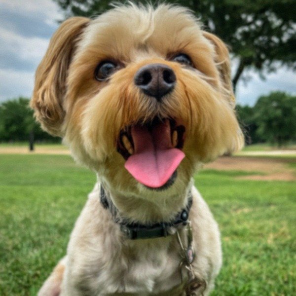 Shorkie in Fort Worth, Texas