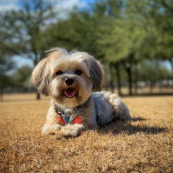 Shorkie in Frisco, Texas