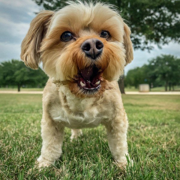 Shorkie in Garland, Texas