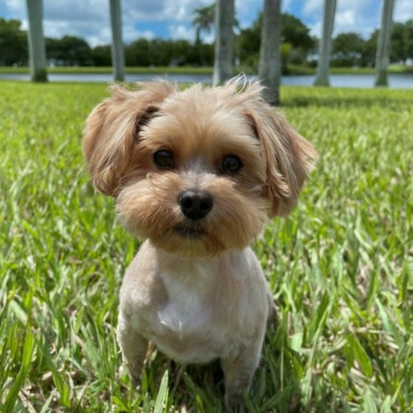 Shorkie in Hialeah, Florida