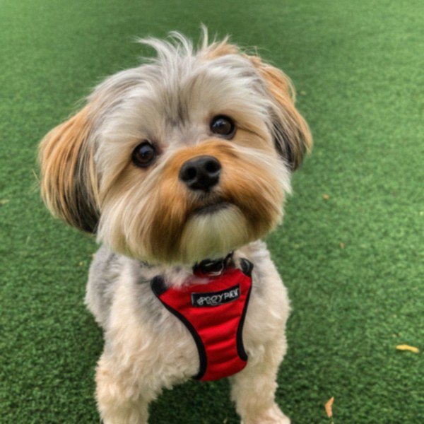 Shorkie in Laredo, Texas