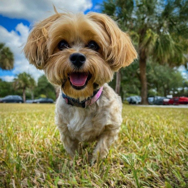 Shorkie in Miami, Florida