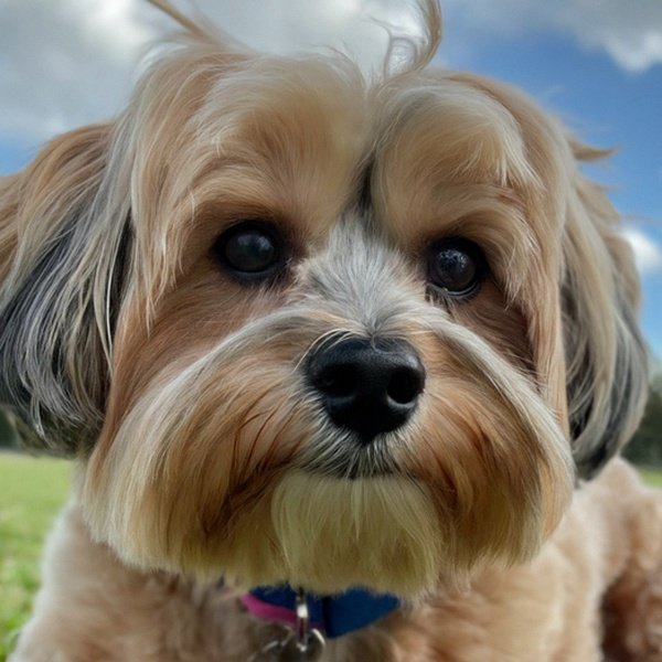Shorkie in Orlando, Florida