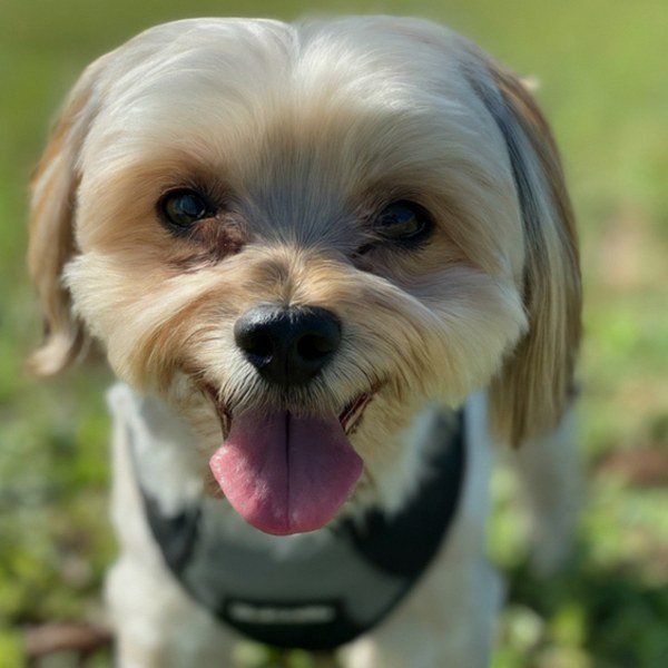 Shorkie in Port St. Lucie, Florida