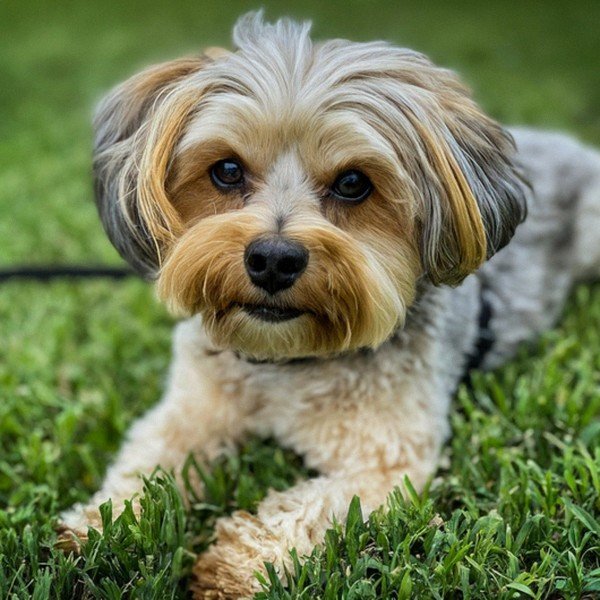 Shorkie in San Antonio, Texas