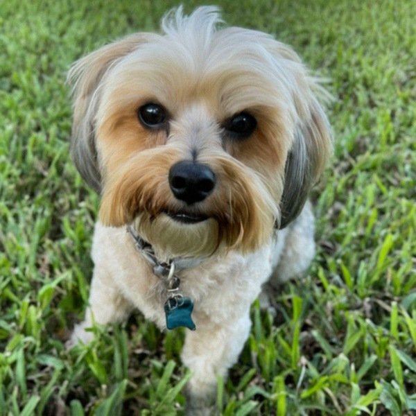Shorkie in St. Petersburg, Florida