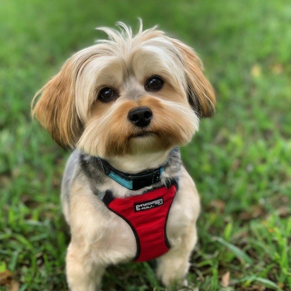 Shorkie in Tampa, Florida