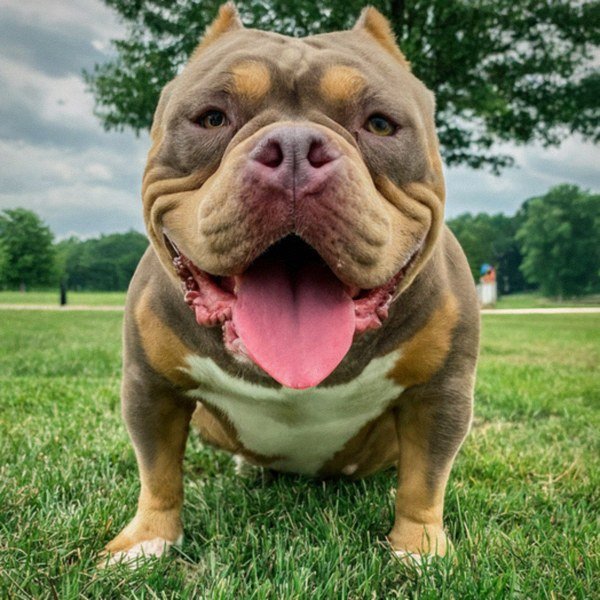 american bully in Akron, Ohio