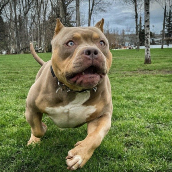 american bully in Anchorage, Alaska