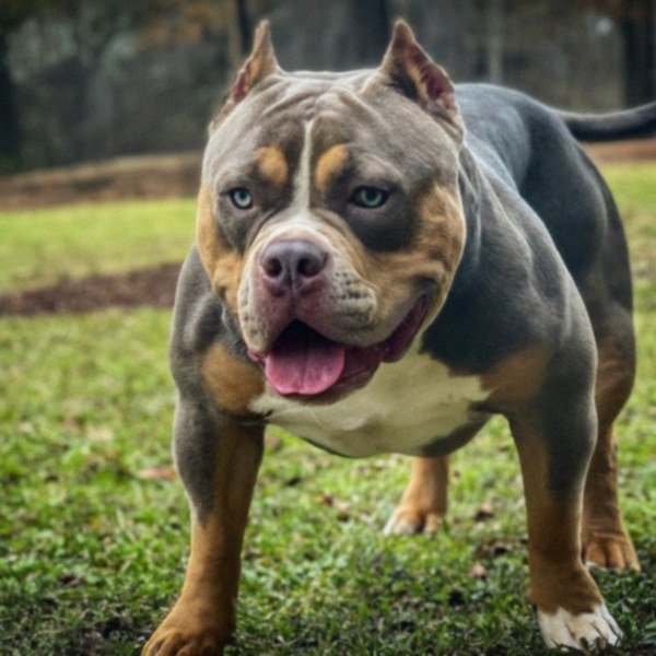 american bully in Atlanta, Georgia