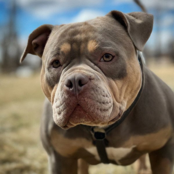 american bully in Aurora, Colorado