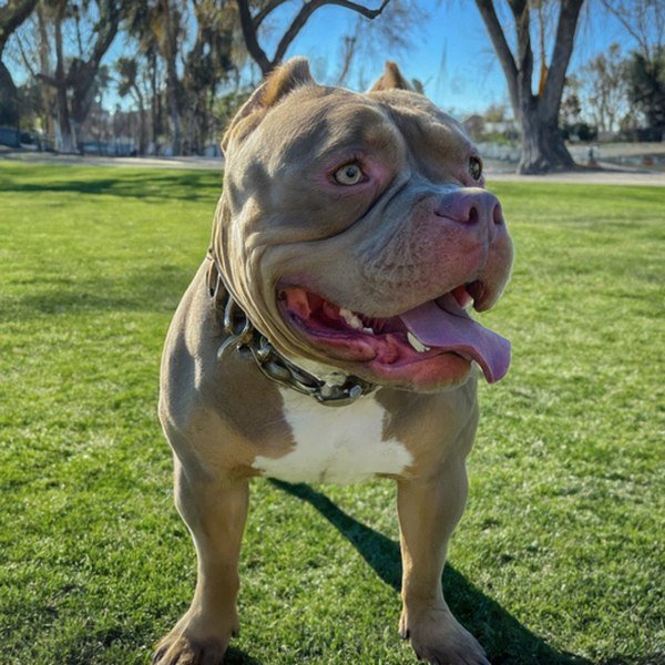 american bully in Bakersfield, California