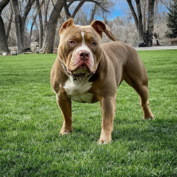 american bully in Boise, Idaho